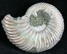 Quenstedticeras Ammonite Fossil With Pyrite #28396-1